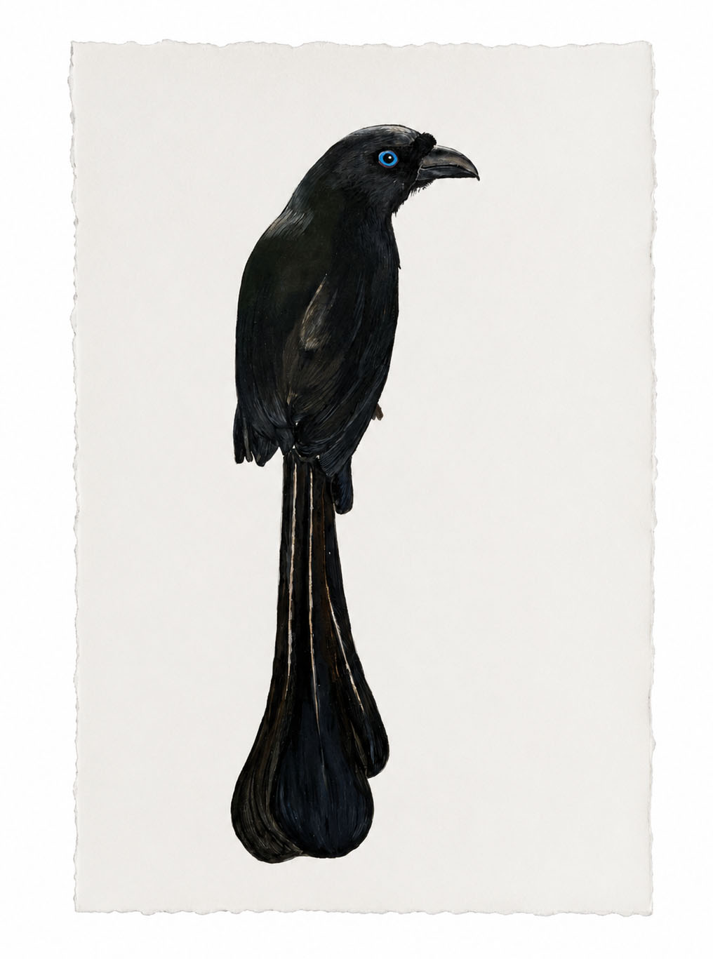 Iridescent Crow