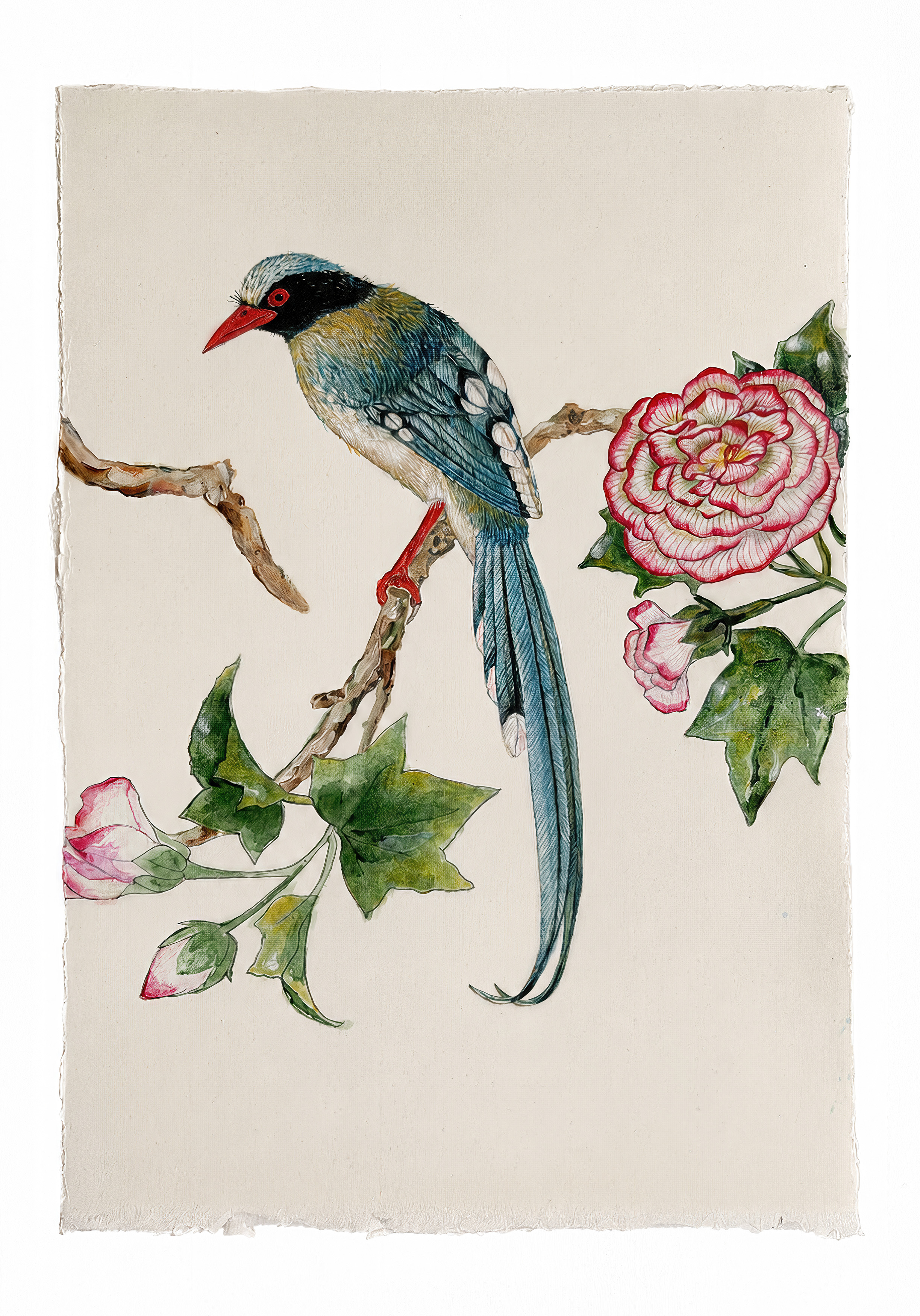 Blue bird with orange bill